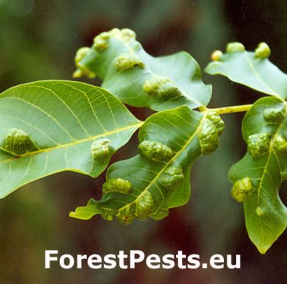 Walnut leaf gall mite