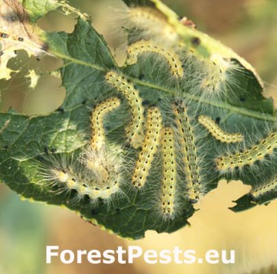 Fall webworm