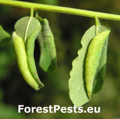 Black locust gall midge