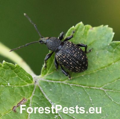 Vine weevil