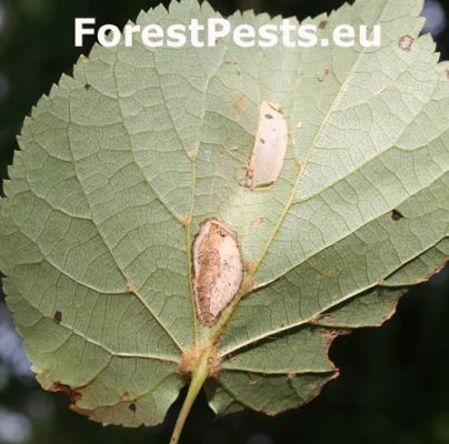 Lime leaf miner