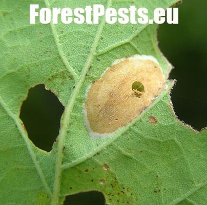 Leaf blotch miner moth