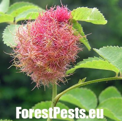 Bedeguar gall wasp