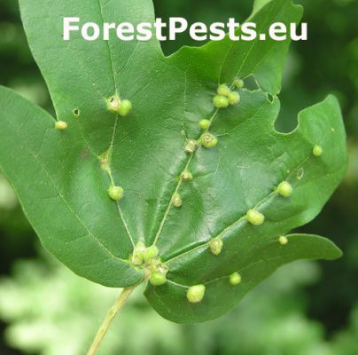 Gall mite Aceria macrochela