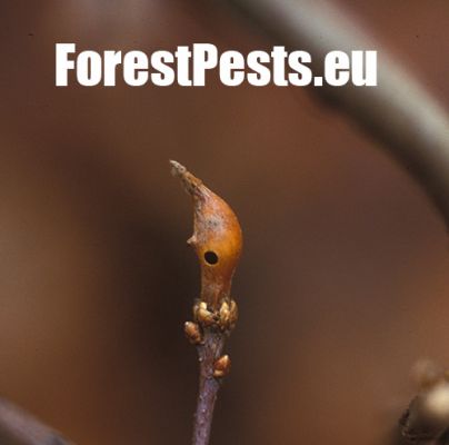 Gall wasp Adricus solitarius