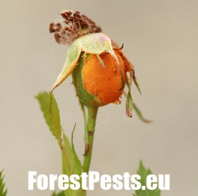 Rose rust