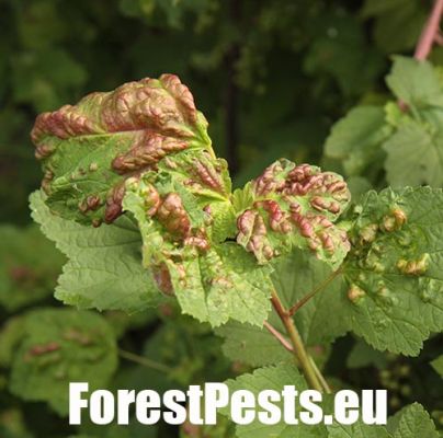 Currant aphid