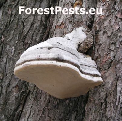 Tinder fungus