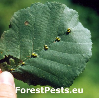 Mite Eriophyes inangulis