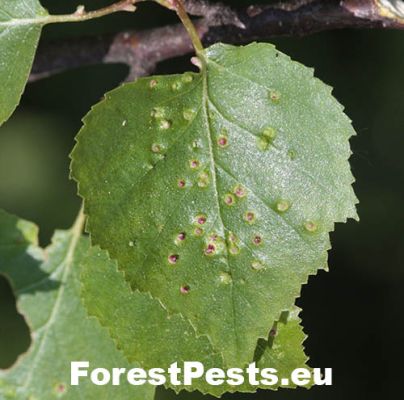 Gall mite Eriophyes leionotus