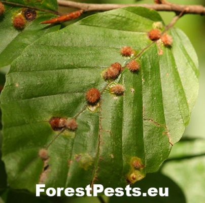 Hairy beech gall