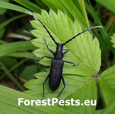 Long-horned beetle Cerambyx scopolii