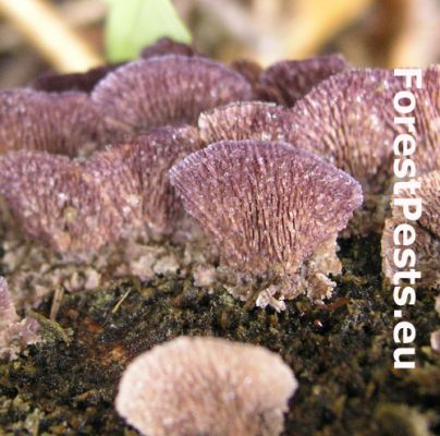 Violet-pored bracket fungus