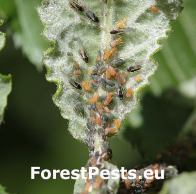 Small willow aphid