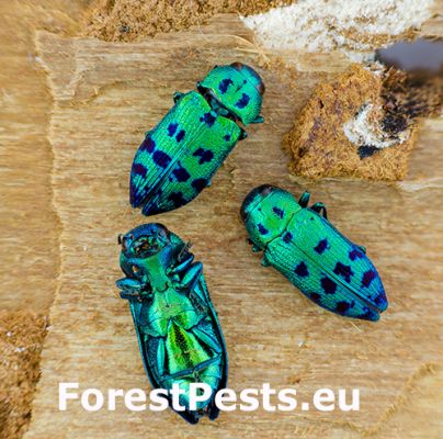 Cypress jewel beetle