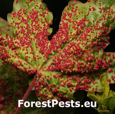 Gall mite Aceria myriadeum