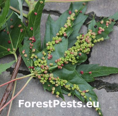 Maple bladder-gall mite