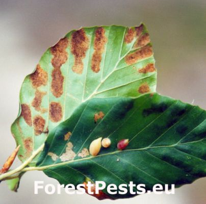 Mite Aceria nervisequa faginea