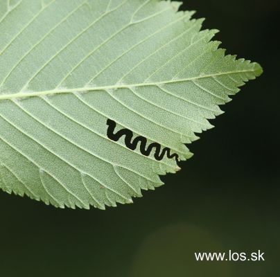 Elm zigzag sawfly