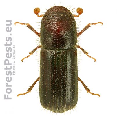 Beech bark beetle
