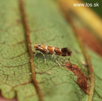 Horse-chestnut leaf miner