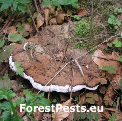 Ganoderma lipsiense 