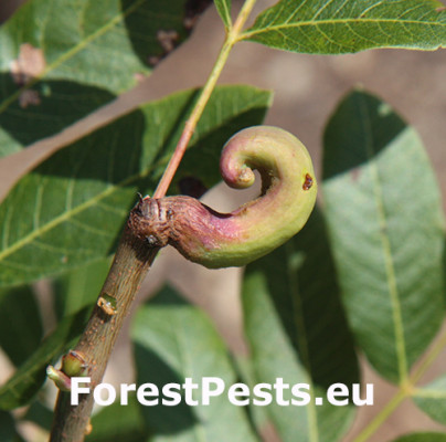 Pistacia horn gall aphid